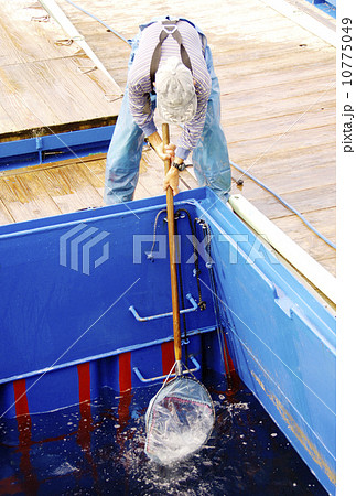 作業する漁師　生簀作業　魚を掬う男性　イメージ素材 10775049