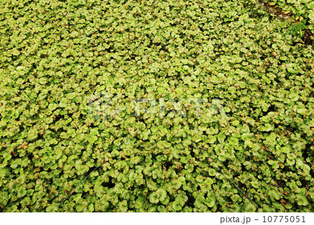 山葵　背景素材　イメージ素材 10775051