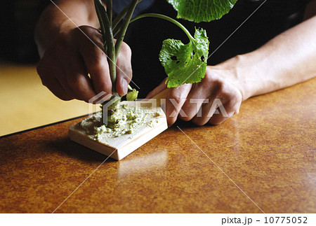 わさびおろし 葉付き山葵 山葵をおろす人 イメージ素材 わさびおろし 葉付き山葵 山葵をおろす人 イメージ素材 10775052