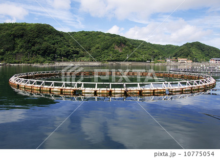 マグロの生簀　養殖　イメージ素材 10775054