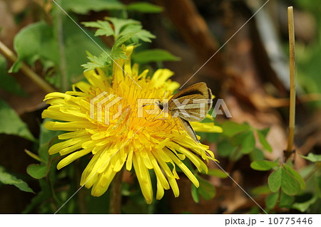 ギンイチモンジセセリ ギンイチモンジセセリ 10775446