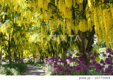 キバナフジとギガンチウム 10775669