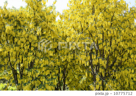 キバナフジ キバナフジ 10775712