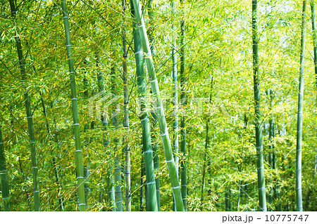若い竹　竹林 10775747