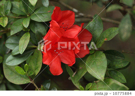 自然 植物 ケラマツツジ、方々に植栽されているようですが自生は減少しているとのこと 自然 植物 ケラマツツジ、方々に植栽されているようですが自生は減少しているとのこと 10775884