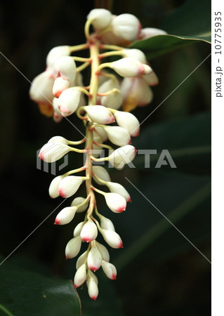 自然 植物 ゲットウ、花もきれいですが様々な生活の場面でなくてはならない植物です① 自然 植物 ゲットウ、花もきれいですが様々な生活の場面でなくてはならない植物です① 10775935