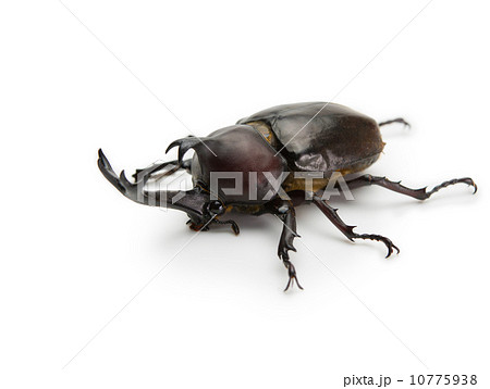 カブトムシ 白バック カブトムシ 白バック 10775938