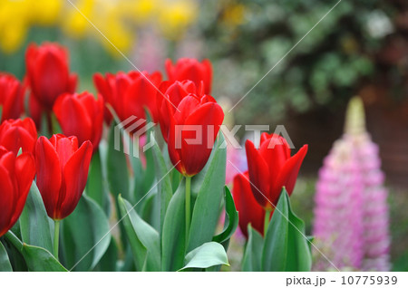 チューリップ 10775939