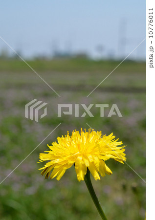 タンポポ　花 10776011