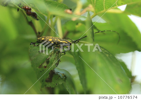 生き物　昆虫　イシガキキボシカミキリ、石垣島のキボシカミキリ亜種。石垣、西表、竹富で見られる様です 10776574