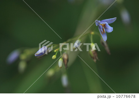 自然 植物 キキョウランの花、小さな花ですが可憐できれいです 自然 植物 キキョウランの花、小さな花ですが可憐できれいです 10776678