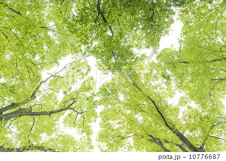 新緑 10776687