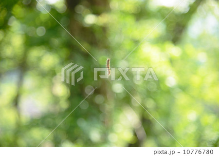 毛虫 毛虫 10776780
