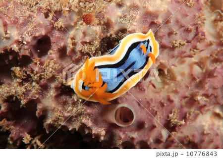 アンナウミウシ 10776843