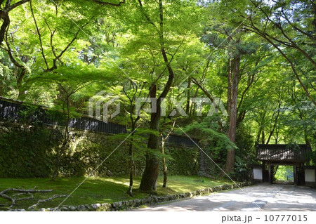 香嵐渓の春　香積寺山門 10777015