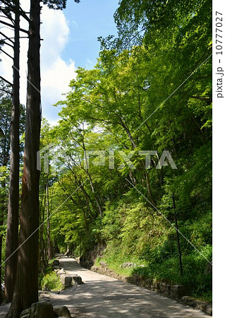 香嵐渓の春 10777027