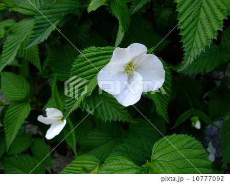 白山吹　 10777092