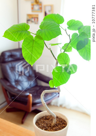 観葉植物の置かれた部屋 10777381