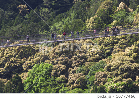 谷瀬の吊り橋 10777466