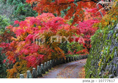 吉野　高城山遊歩道の紅葉 10777617