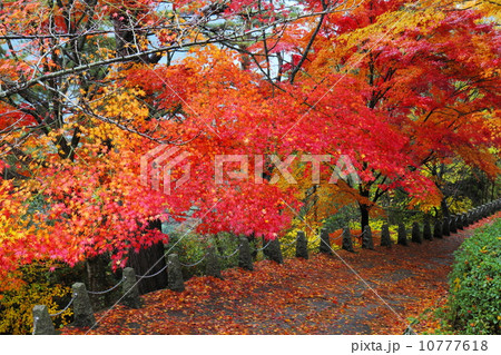 吉野 高城山遊歩道の紅葉 吉野 高城山遊歩道の紅葉 10777618