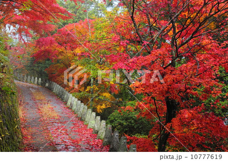 吉野 高城山遊歩道の紅葉 吉野 高城山遊歩道の紅葉 10777619