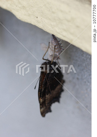 ヒオドシチョウの羽化０３ 10777700