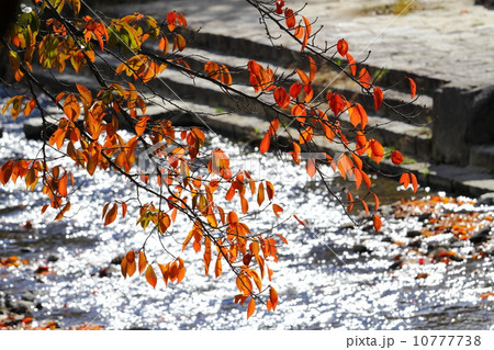 佐保川の桜紅葉 10777738