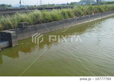 大和郡山の金魚養殖池 10777760