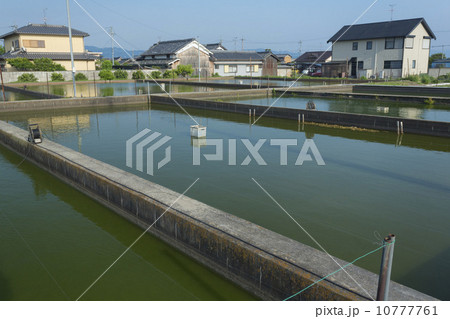 大和郡山の金魚養殖池 大和郡山の金魚養殖池 10777761