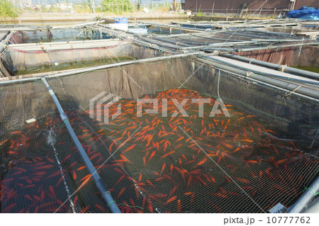 金魚の池 10777762