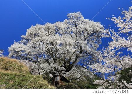 仏隆寺　千年桜 10777841