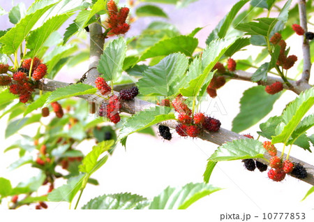 クワの実（マルベリー） 10777853