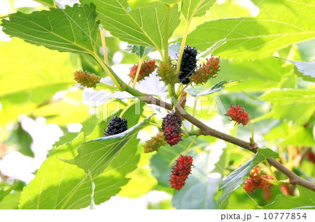 クワの実（マルベリー） 10777854