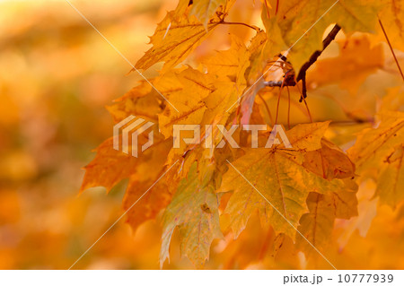 Orange Autumn background with very shallow focus 10777939