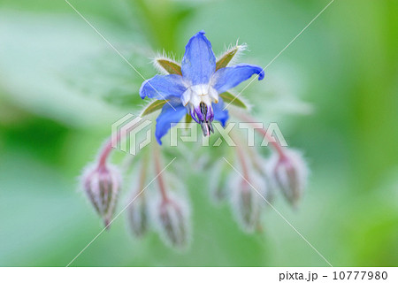 ボリジ　ルリジサ　ルリヂシャ 10777980