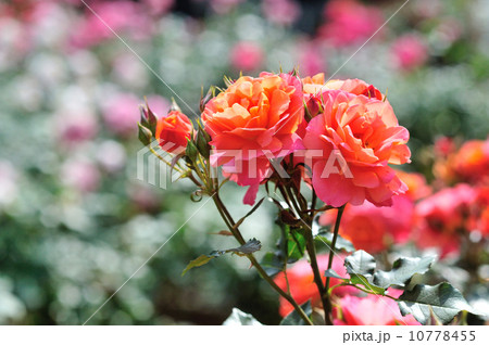 ばらの花 10778455