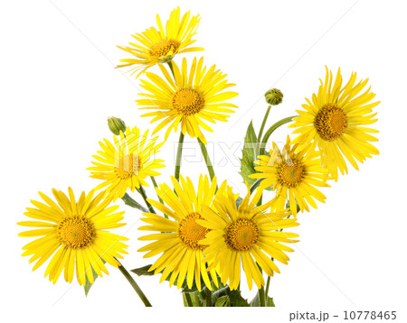 Yellow flowers 10778465