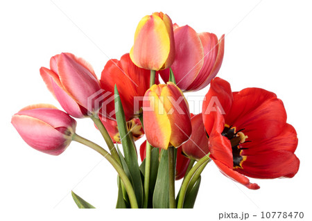 Tulips 10778470