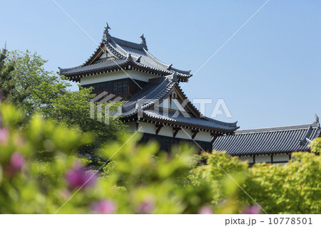 郡山城跡の大手向櫓とツツジ 郡山城跡の大手向櫓とツツジ 10778501