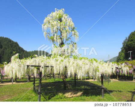 白井大町藤公園の藤（山陰随一の藤公園） 10778653
