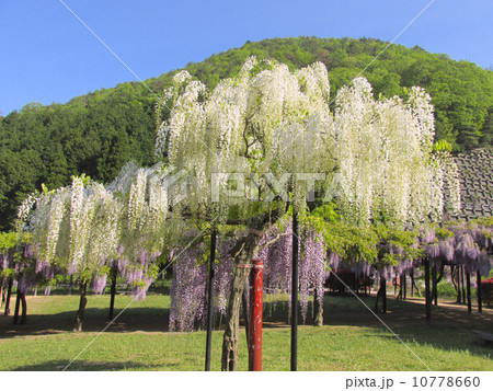 白井大町藤公園の藤（山陰随一の藤公園） 10778660