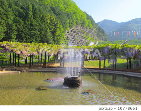白井大町藤公園の藤(山陰随一の藤公園) 白井大町藤公園の藤(山陰随一の藤公園) 10778661
