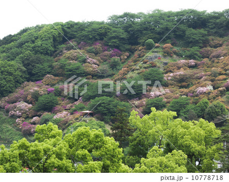 祐徳稲荷神社 外苑東山つつじ園 祐徳稲荷神社 外苑東山つつじ園 10778718