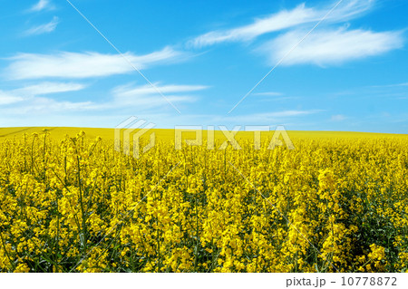 Beautiful summer rural landscape 10778872