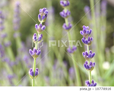 ラベンダーが香る庭！イングリッシュラベンダー 10778916