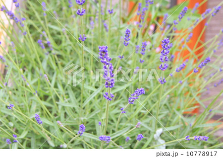 ラベンダーが香る庭！イングリッシュラベンダー 10778917