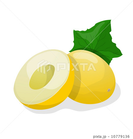 Ripe melon. Vector illustration Ripe melon. Vector illustration 10779136