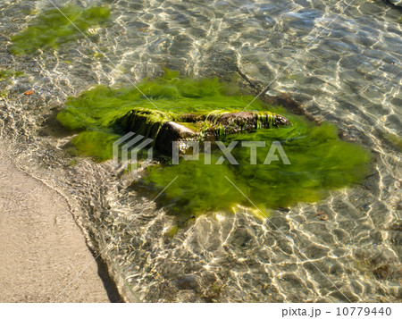 Green algae Green algae 10779440