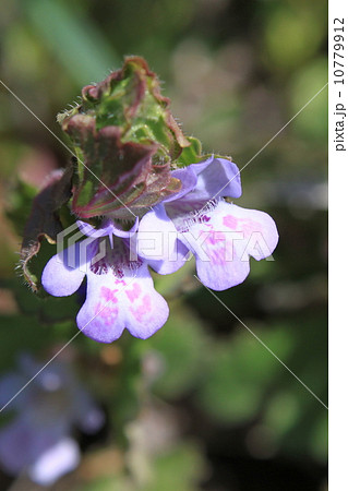 カキドオシの花 10779912